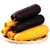 北优天赐 东北黑土地黄黑甜糯玉米（单根12-14cm） 商品缩略图0
