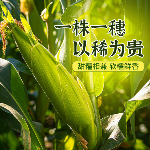 甜糯玉米农科玉 商品图7