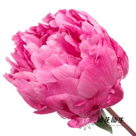 新西兰花材 | 芍药红沙拉 red sarah