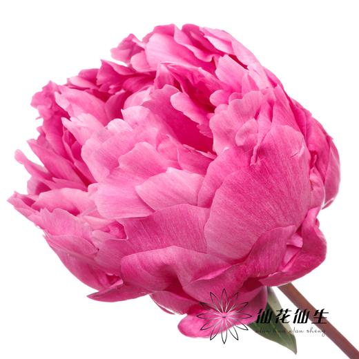 新西兰花材 | 芍药红沙拉 red sarah 商品图0