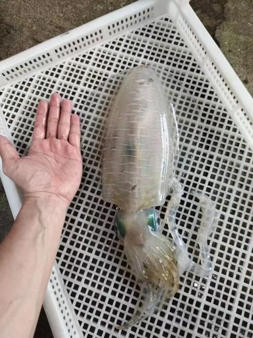 & 鱿鱼🦑中的贵族，软丝管🦑。肉质厚实，鲜甜爽脆！无胆固醇，痛风也可放心吃！ 商品图8