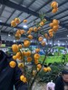 配果 | 南风蜜橘 商品缩略图0