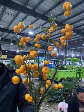 配果 | 南风蜜橘