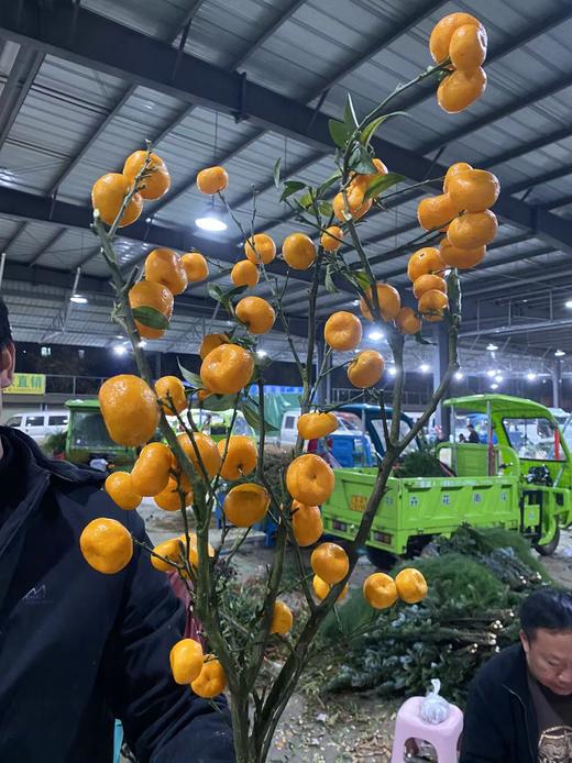 配果 | 南风蜜橘 商品图0