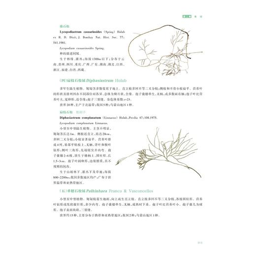 中国乌蒙山石松类和蕨类植物/骆强 王强 主编/浙江大学出版社 商品图4