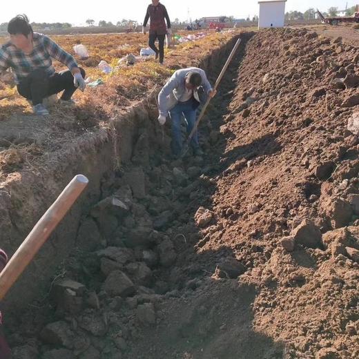 明天发货，山药王垆土铁棍山药，用心种，放心山药，好吃的山药，xg87654321 商品图4