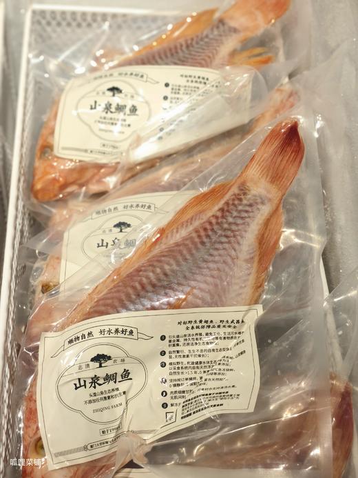 山泉鲷鱼 商品图1