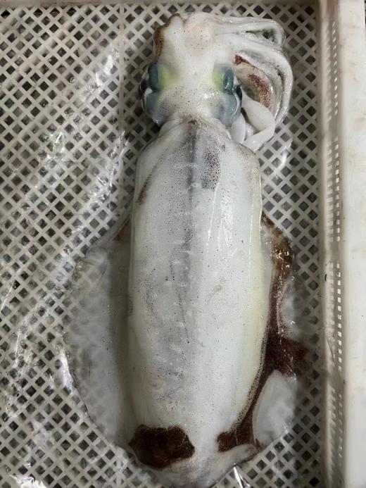 & 鱿鱼🦑中的贵族，软丝管🦑。肉质厚实，鲜甜爽脆！无胆固醇，痛风也可放心吃！ 商品图3