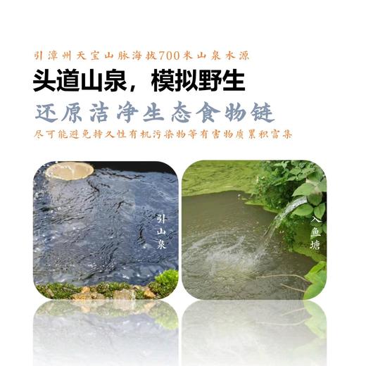 山泉鲷鱼 商品图12