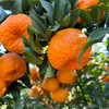 柑橘双鲜组合||椪柑与纽荷尔阳光香橙  果肉饱满 鲜甜多汁 自然好味 云南大理直发 商品缩略图4