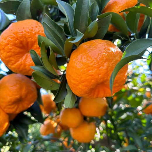 柑橘双鲜组合||椪柑与纽荷尔阳光香橙  果肉饱满 鲜甜多汁 自然好味 云南大理直发 商品图4