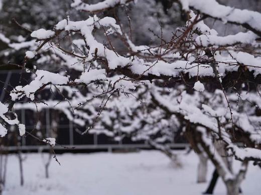 1月周末活动：柴锅蒸糖葫芦馒头、马上出发日历or灌肉肠、福字灯笼 商品图2
