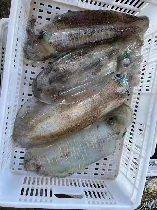 & 鱿鱼🦑中的贵族，软丝管🦑。肉质厚实，鲜甜爽脆！无胆固醇，痛风也可放心吃！ 商品图0