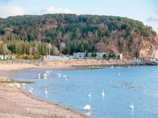 元旦3日【青州威海】网红威海一半浪漫一半山海-与天鹅共舞-漫步青州古城 商品图2