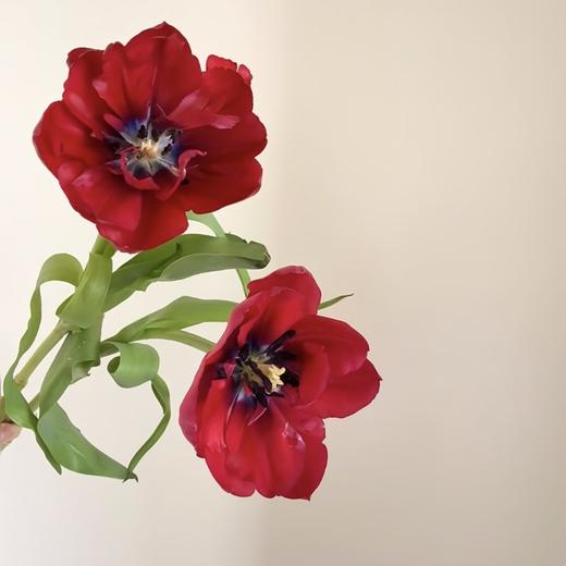 重瓣郁金香丨可露丽丨10支 商品图0