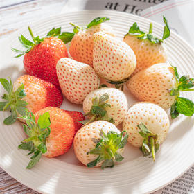 【顺丰快递】淡雪草莓+香野草莓双拼  颗颗紧致饱满 口感香滑 口感独特让人惊叹的冬日美味 BQM