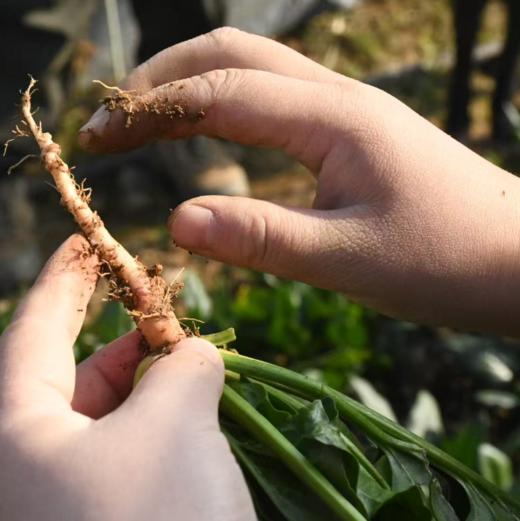 生态菠菜 | 绿家自产 * Ecological spinach | In-House Production 商品图4