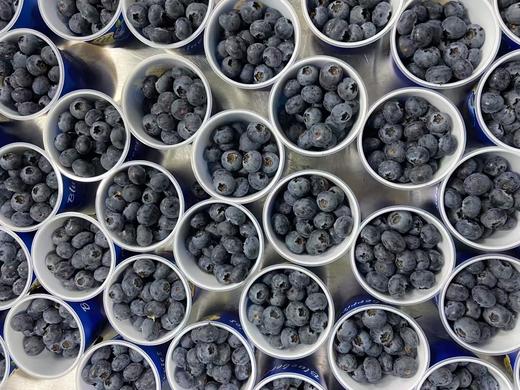 【会员21.5/盒】云南抚仙湖花香蓝莓杯 果径18mm+ 100g/杯 商品图10