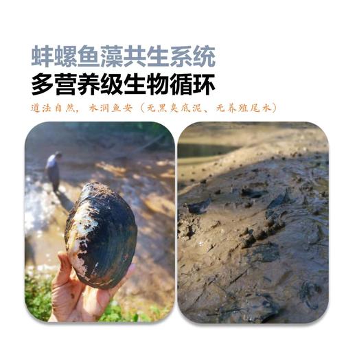 山泉鲷鱼 商品图10