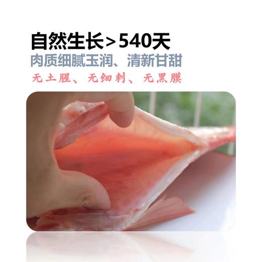 山泉鲷鱼 商品图9