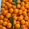 【BF】金钱桔500g 商品缩略图0