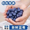 云南有机种植蓝莓  蓝莓鲜果 精选蓝莓王 商品缩略图1