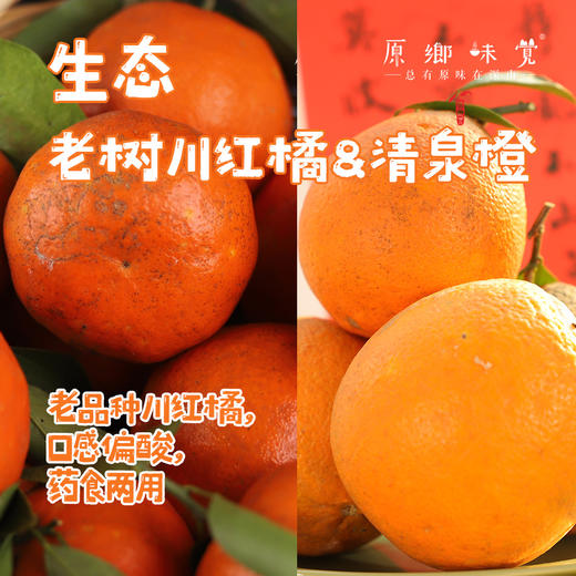 生态老树川红橘&清泉橙（基地直发-京东包邮）| 8.5-8.7斤装，来自四川蓬安，生产者：林绍勇【合作生产，公平贸易】 商品图0