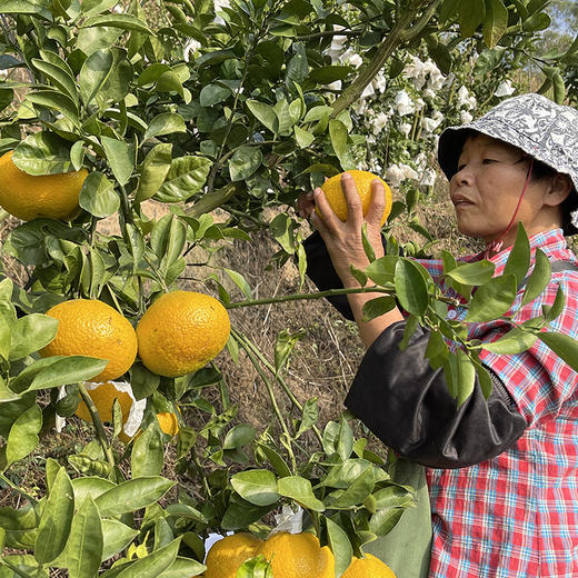 福建【甜心柚】皮薄肉嫩 清甜多汁 柚香四溢 鲜采鲜发！ 商品图6