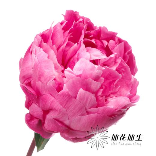 新西兰花材 | 芍药红沙拉 red sarah 商品图2