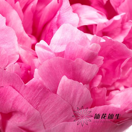 新西兰花材 | 芍药红沙拉 red sarah 商品图1