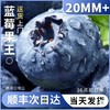 云南有机种植蓝莓  蓝莓鲜果 精选蓝莓王 商品缩略图0