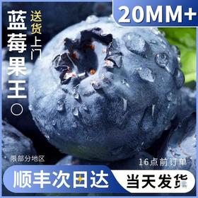 云南有机种植蓝莓  蓝莓鲜果 精选蓝莓王
