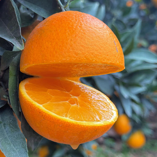 【雷波脐橙】四川大凉山雷波脐橙 新鲜水果现摘整箱 商品图6
