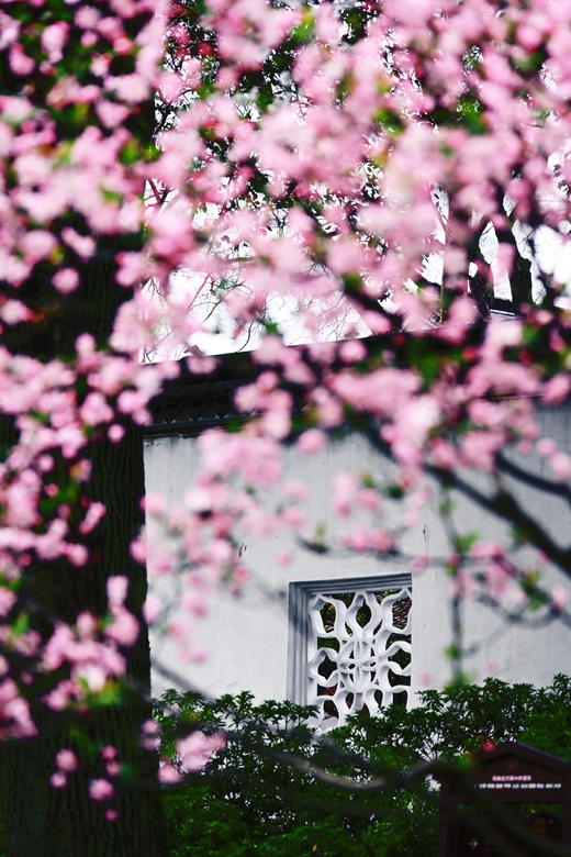 3月19日【浙江】世界自然奇观•钱塘江潮•樱花5天<航拍团> Y 商品图11