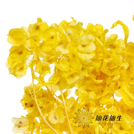 永生花材 | 迎客豆浅黄 商品图2