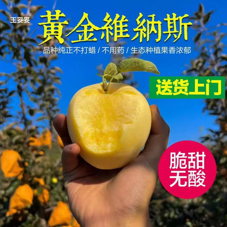 都乐维纳斯苹果