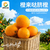 湖南脐橙5斤（直径75-80mm） 商品缩略图0
