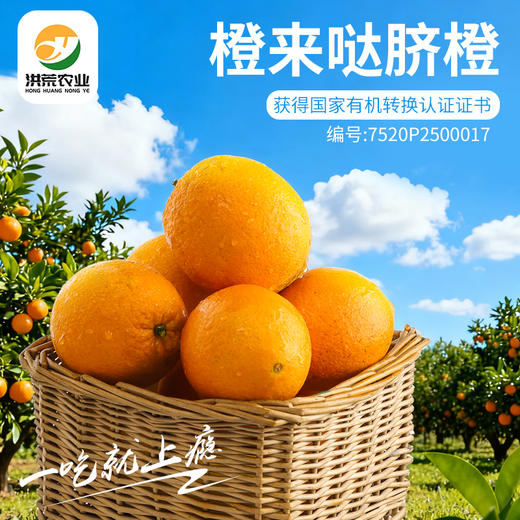 湖南脐橙5斤（直径75-80mm） 商品图0
