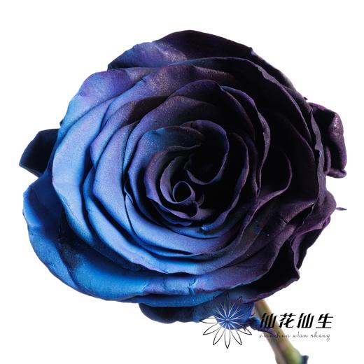 厄瓜多尔单头玫瑰 | 黑金沙 BLACK GALAXY 商品图2