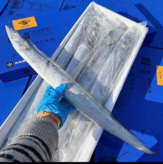 【经典蓝箱回归，整条钓带发货】【2025渤海钓带鱼】京东包邮，强势回归【现钓现发，钓带鱼】【京东冷链+干冰】基地直邮渤海野生现钓无冰船冻特级带鱼小眼带鱼每一条确保新鲜钓出 商品图0