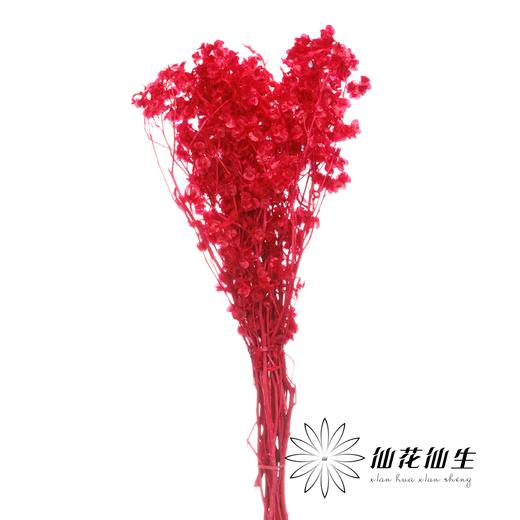 永生花材 | 迎客豆漂色红 商品图0