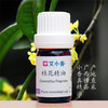 桂花精油金桂 馥郁桂香芬芳怡人东方香调 广西横县产地「不送精油」 商品缩略图0
