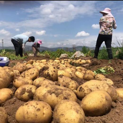 ³ 溯源 新鲜甘肃定西土豆 新鲜挖采 怎么吃都好吃 5斤装 XN03-CRMM-YQBB 商品图1