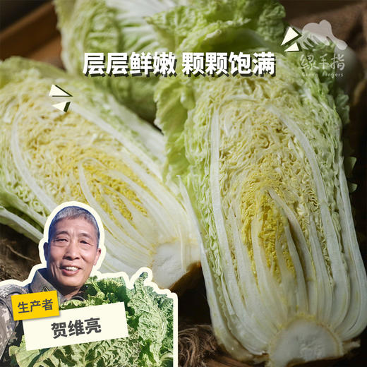 生态大白菜（河北，申通快递） | 合作生产 *Eco- Chinese cabbage | Coproduction 商品图0