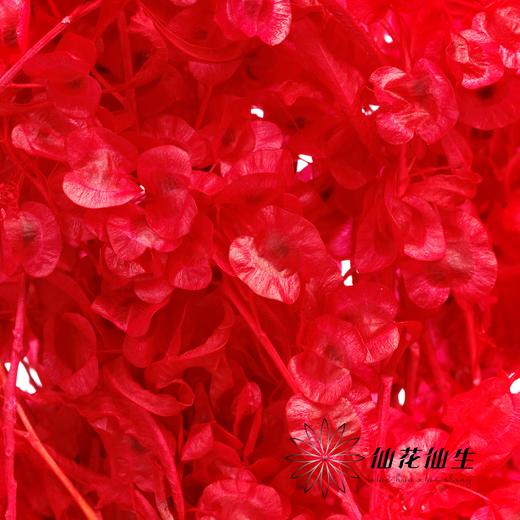 永生花材 | 迎客豆漂色红 商品图2