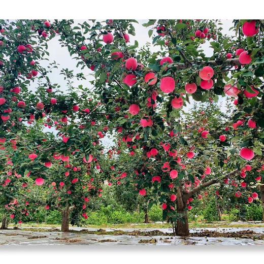 超实惠红苹果36枚装新鲜上市酸甜可口现货直发 商品图5