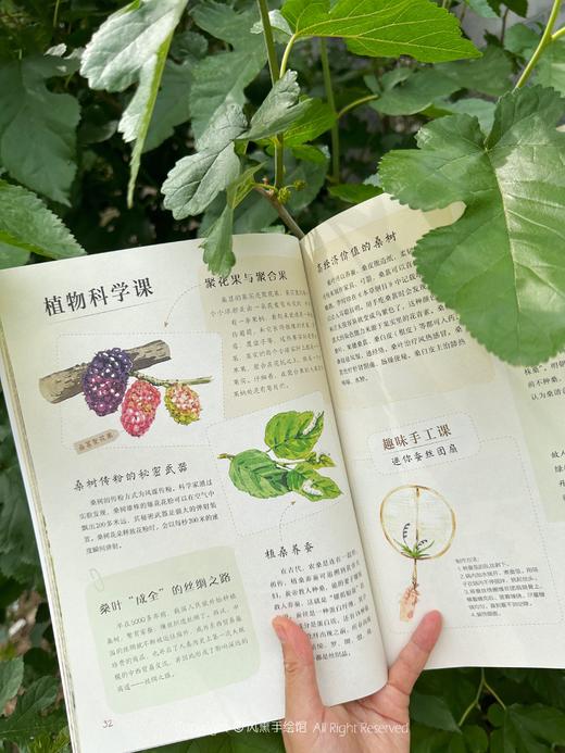 和孩子一起认识中国植物（套装3册） 商品图9
