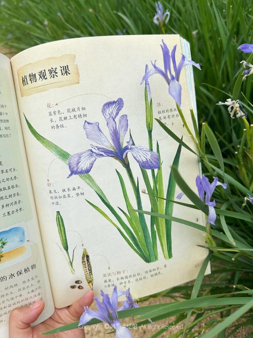 和孩子一起认识中国植物（套装3册） 商品图7