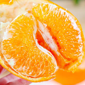 【春见耙耙柑】  口口爆汁  皮薄肉厚 坚持自然熟 开启舌尖上的曼妙之旅