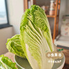 【丰产特惠】河南生态老品种大白菜 4.8斤/7.8斤/20斤 | 合作农友生产，产自河南平顶山，生产者：梁贤峰 *【公平贸易农人定价】 商品缩略图6